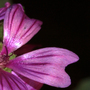 Hedgerow Flowers