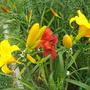 Daylilies