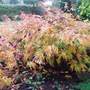 Acer Dissectum (Acer Dissectum)