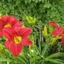 Daylilies