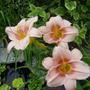 Daylilies