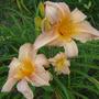Daylilies