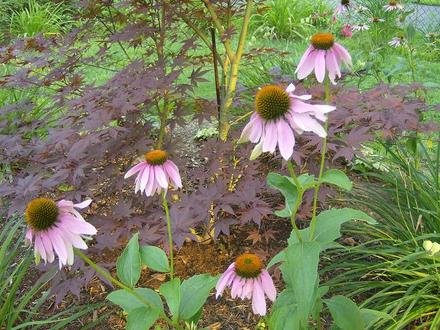 Cone Flower