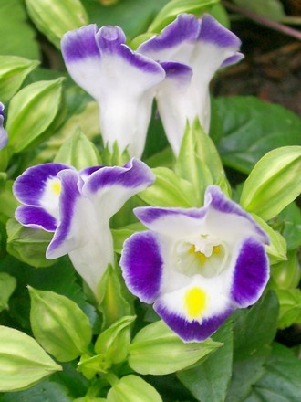 Wishbone Flower (Torenia fournieri (Wishbone Flower Duchess Mixed))