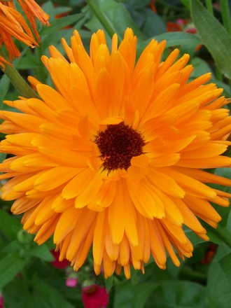 Pot Marigold 'Art Shades' (Calendula officinalis (English marigold))