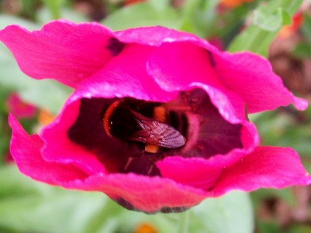 Buzzzzzy Bee (Papaver commutatum)