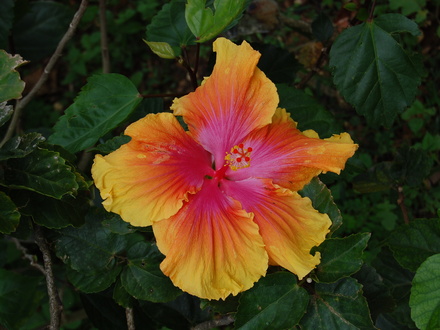 Hibiscus 5