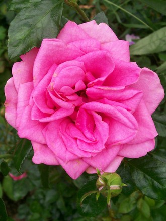 Pink Patio Rose (Rosa)