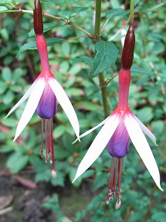 Fuchsia 'Lady Bacon' (Fuchsia)