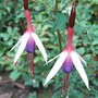Fuchsia__lady_bacon_