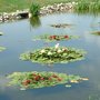 Pond1