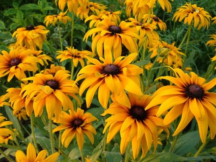 Susans (Rudbeckia fulgida (Black-eyed Susan))