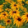 Susans