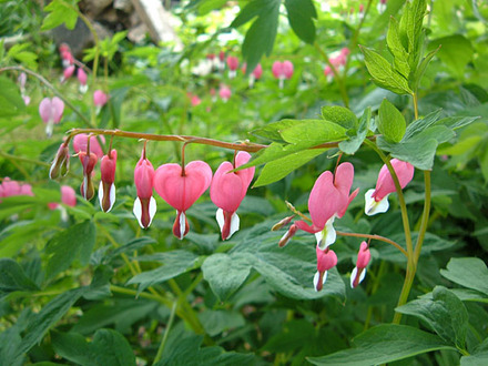 Bleeding Heart (Dicentra spectabilis (Bleeding heart))