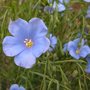 Blue Flax (Linum)