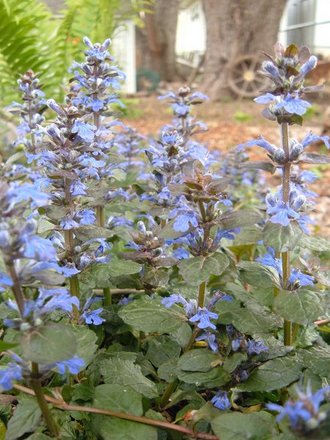 Ajuga (Ajuga reptans (Bugle))