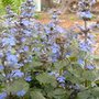 Ajuga (Ajuga reptans (Bugle))