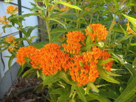 Butterfly Weed (Asclepias tuberosa (Butterfly Weed))
