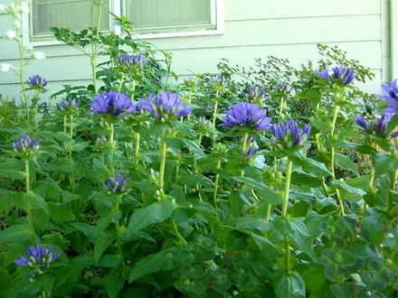 Clustered Bellflower (Campanula glomerata (Clustered bellflower))