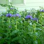 Clusteredbellflower2