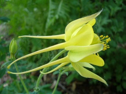 Columbine (Aquilegia)