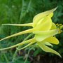 Columbine3