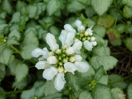 Dead Nettle (lamium malculatum)