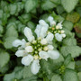 Nettle