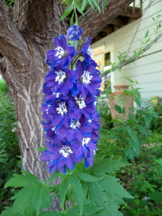 Delphinium (Delphinium elatum (Delphinium))
