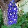 Delphinium elatum (Delphinium)