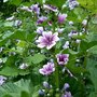 Malva sylvestris
