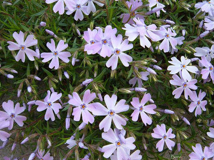 Phlox (Phlox subulata (Moss Phlox))