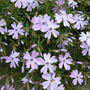 Phlox1_600