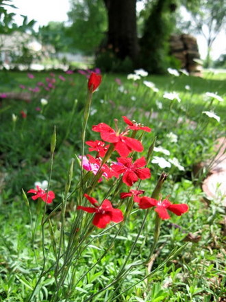 Dianthus (dianthus)