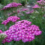 Achillea ageratum