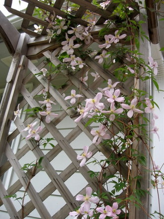 Clematis Montana Rubens (Clematis montana (Clematis))