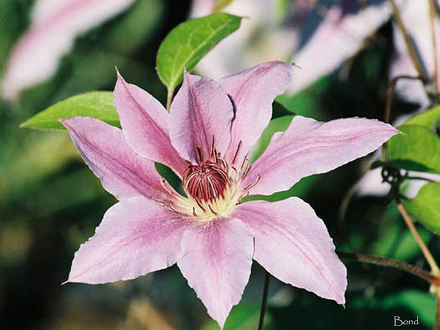 A garden flower photo (Clematis)