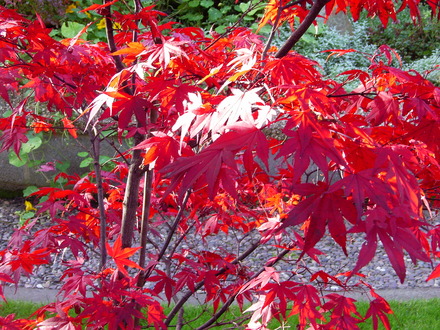 Acer (Acer palmatum (Japanese maple))