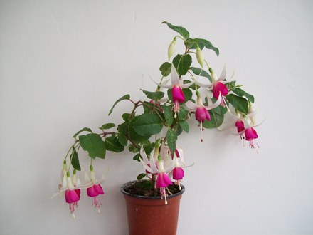Fuchsia - Joy Patmore