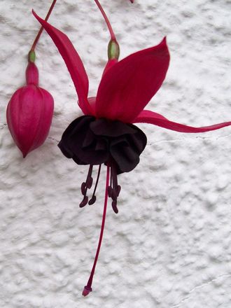 Fuchsia - Blackie