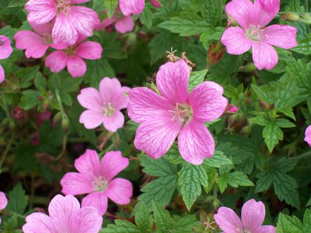 Geranium