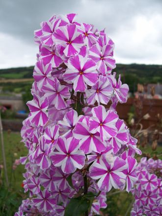 Phlox maculata Natasha