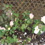 2006_0101flowers0003