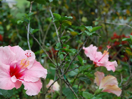 Hibiscus 6