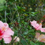 Hibiscus 6