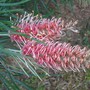 Grevillea_flamingo