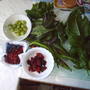 pickings spinach,beans herbs and friuts