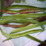 Frist picking runner beans_065.jpg