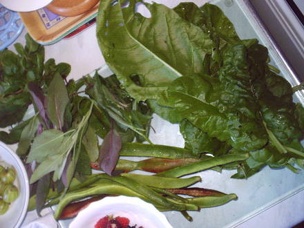  spinach, runner beans, herbs063.jpg