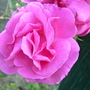 Pink Roses